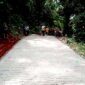 Amir salah seorang perangkat Desa Suriamukti mengungkapkan, kwalitas tergantung bahan yang digunakan. ( Dok.Hallobandung.com / Priadi )