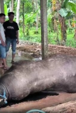 Diduga keracunan, Turbo, sapi Kurban Presiden Prabowo Subianto seharga Rp 125 juta  untuk perayaan Idul Adha 2025 di Sulawesi Barat mendadak mati di kandangnya .