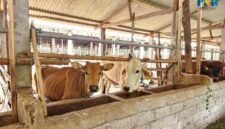 Kementan targetkan 2 juta ekor sapi untuk perkuat produksi nasional lewat skema investasi swasta berbasis kemitraan koperasi dan peternak. (Dok. Kementan)
